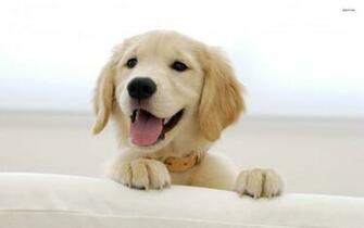 Golden Retriever Puppy Wallpaper Animal