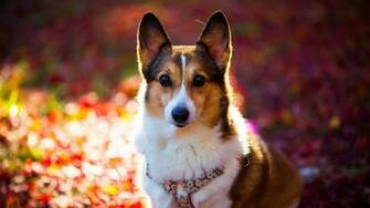 Welsh Corgi HD Wallpaper