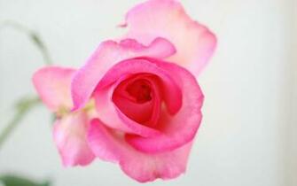 Light Pink Rose Flowers Wallpaper Flower
