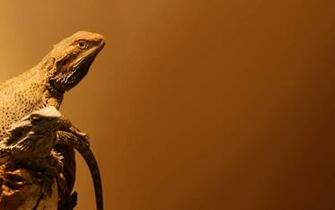 Bearded Dragon Wallpaper