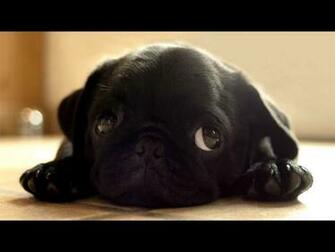 Puppy Love Wallpaper