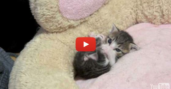 Very Cute Kittens Pictures Hvgj