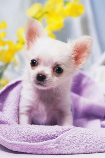 App Shopper Chihuahua Wallpaper HD Lifestyle
