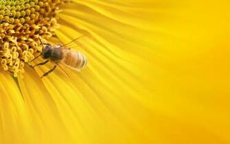 Bee HD Wallpaper Background Of Your Choice