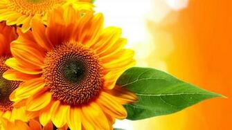 Sunflower Gold High Quality And Resolution Wallpaper On