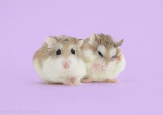 Roborovski Hamsters On Lilac Background Photo Wp41627