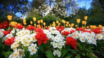 Easter Flowers Wallpaper Choice