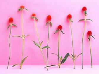 Flowers For Flower Lovers Wallpaper Mobiles Phones