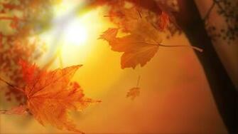 Cute Autumn Leaves Wallpaper