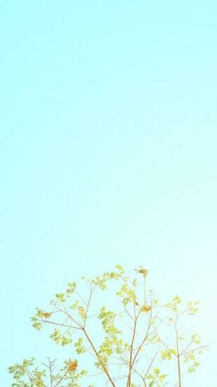 Spring Minimalist Wallpaper In iPhone
