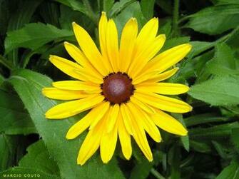 Computer Wallpaper Background Yellow Flower