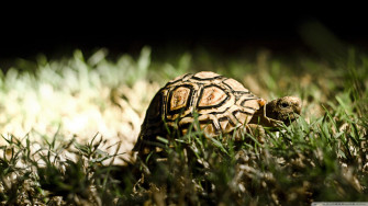 Cute Turtle Wallpaper