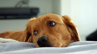 HD Dog Wallpaper