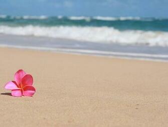 Beautiful Frangipani Plumeria Tropical Flower On Sandy Beach Hawaii Hq