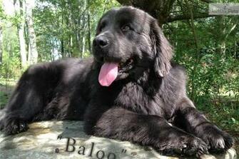 Baby Newfoundland Puppies Desktop Wallpaper Dogbreedswallpaper
