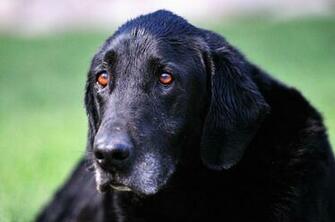 Canidae Dog Labrador Retriever