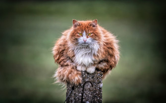 Wild Cat 4k Wallpaper HD Animals Image