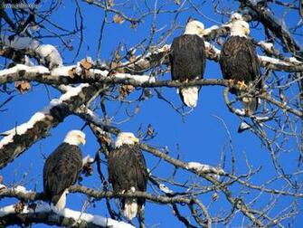 Tags Eagle Pics Bald
