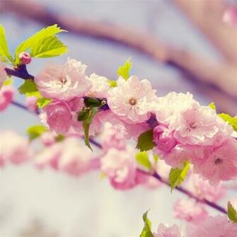 Peach Blossom iPad Air Wallpaper iPhone