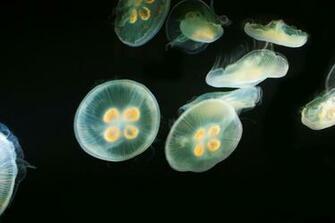 Jellyfish Computer Wallpaper Desktop Background Id