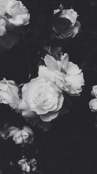 Black Aesthetic Rose Wallpaper
