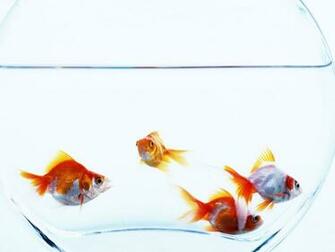 Goldfish Bowl HD Wallpaper Wallpapercharlie