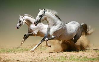 Desktop Wallpaper Of Arabian Horse Computer