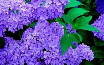 Nature Wallpaper Blue Hydrangeas Photos