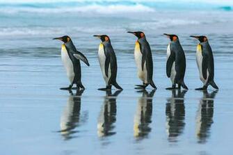 Wallpaper Penguins King Penguin Stroll Animals