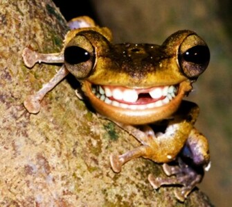 All Funny Cute Cool And Amazing Animals Frogs Pictures