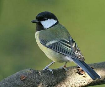 Tags Birds Photos Wallpaper Image Love Funny