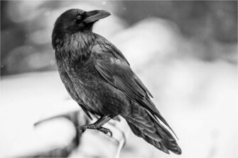 Raven Computer Wallpaper Desktop Background Id