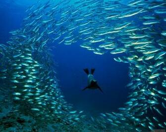 Ocean Life HD Funny Wallpaper