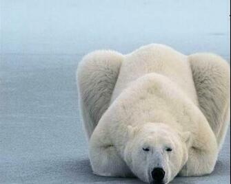 Polar Bear Computer Wallpaper Desktop Background Id