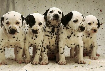 With Dalmatian Wallpaper From Below HD Gallery Cute M5x