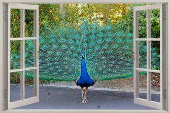 Window Beautiful Peacock Wall Stickers Mural Art Decal Wallpaper