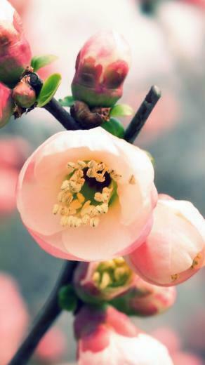 Welcome Spring iPhone 5s Wallpaper iPad