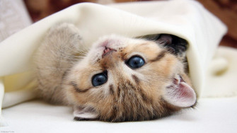 HD Cute Baby Animal Background Wallpaper