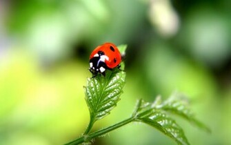 Wallpaper Ladybug Nature Background Ladybrid Insect