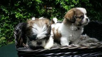 Shih Tzu Met Maltezer Meerdere Kleuren HD Walls Find Wallpaper