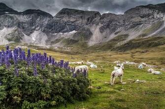 Sheep Wallpaper