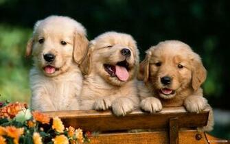 Wallpaper Widescreen Labrador Animal Terriers Background