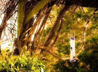 HD Wallpaper House Finches Nature Landscape Tree Plant No