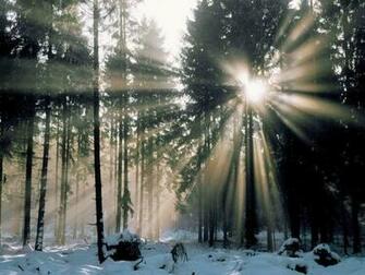 Winter Forest Desktop Wallpaper Full HD