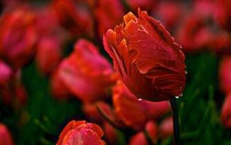 New Year Wallpaper Teaandrage Red Tulips
