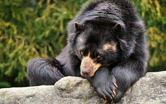 Wallpaper Black Beautiful Bear Buildings Baribal Ursus