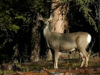 Source Url Digital Image Net Gallery Wildlife Yellowstone