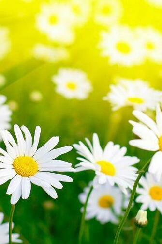 Ios7 Daisy Blossom Parallax HD iPhone iPad Wallpaper
