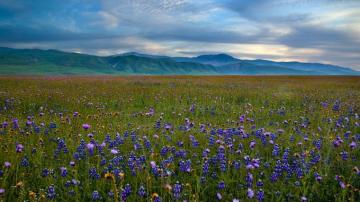 Landscapes Background Image High Definition Mountains Flowers