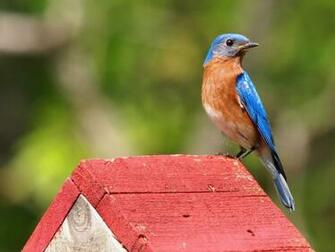 Eastern Bluebirds Wallpaper
